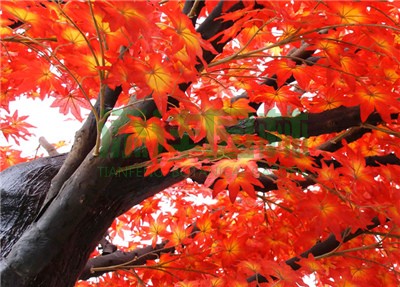 仿真楓樹(shù)，仿真紅楓，仿真綠楓，仿真紅綠楓